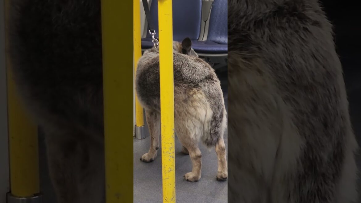 akita rides the train