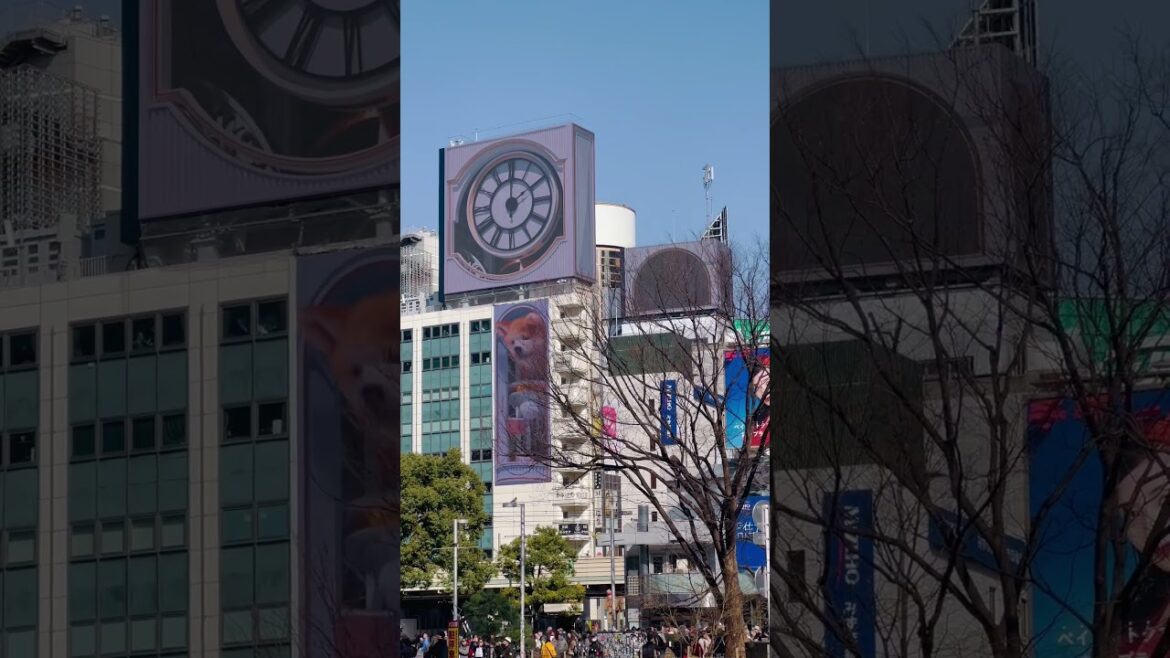 Akita Inu in Shibuya! 😍 #japan #akitainu #shibuya #3dbillboard  #shibuyascramble
