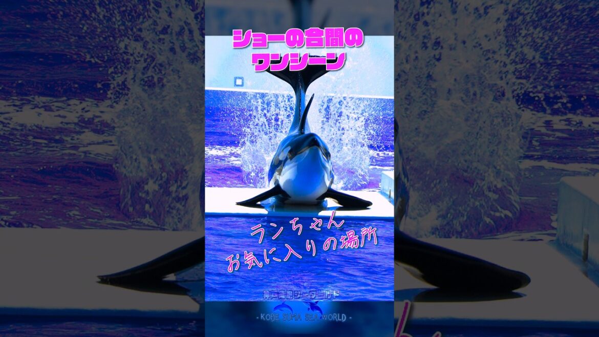 ランちゃんお気に入りの場所！😆#神戸須磨シーワールド #シャチ #ランちゃん #スマシー