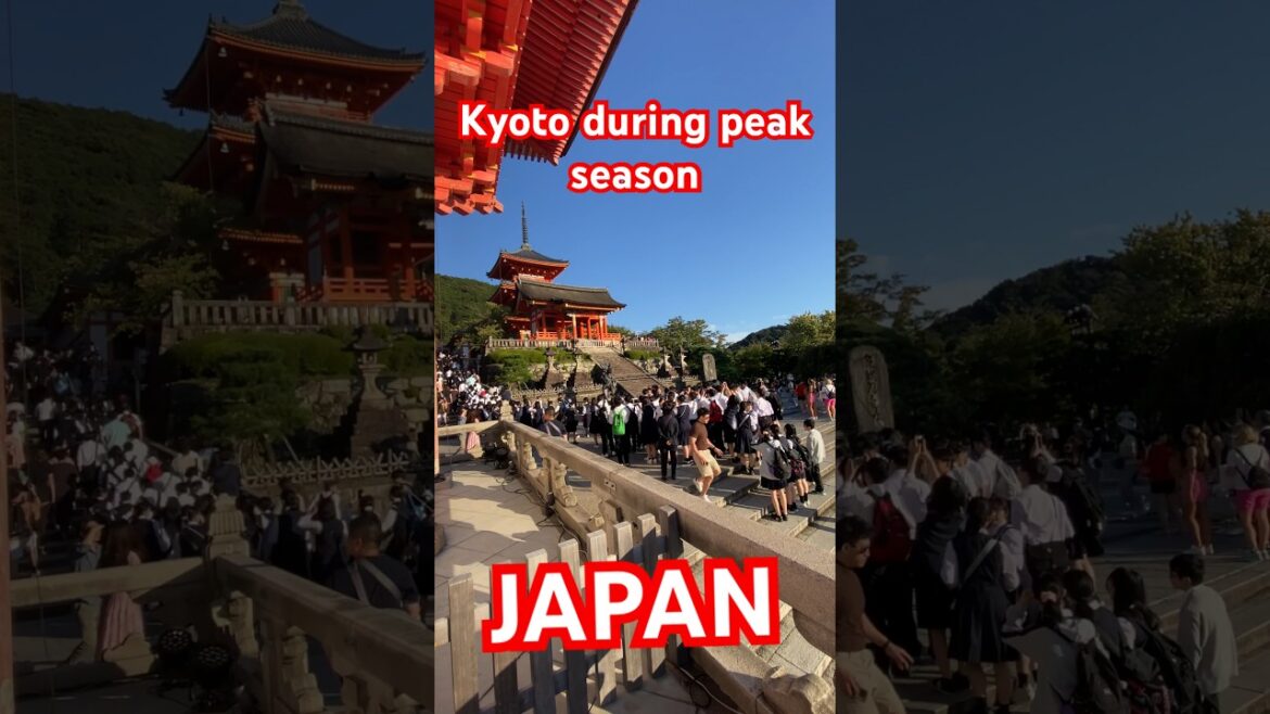 What to expect in Kyoto during peak season. #travel #japan #shorts What to expect in Kyoto during peak season. #travel #japan #shorts