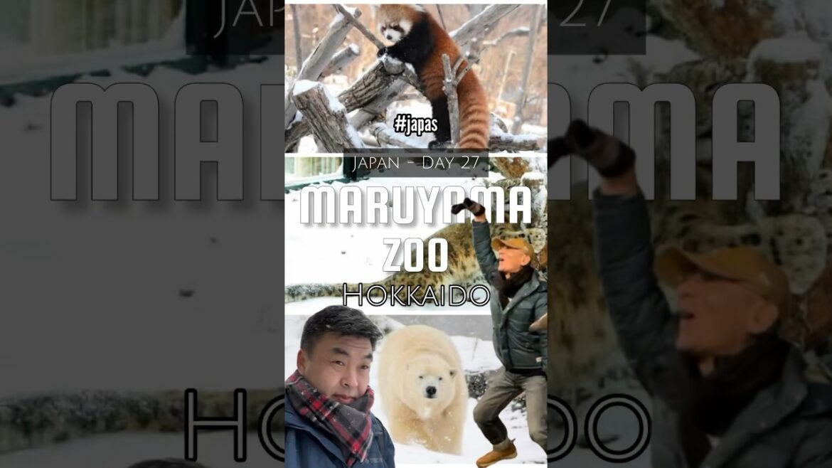 Maruyama Zoo na Neve #sapporo #hokkaido #japan #maruyamazoosapporo #japoneses #vlog #viagem #travel
