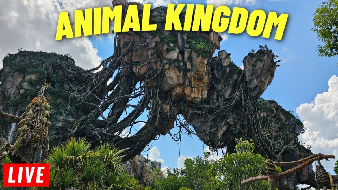 🔴 LIVE: Animal kingdom for Rides and shows at Walt Disney World  7/25/2024