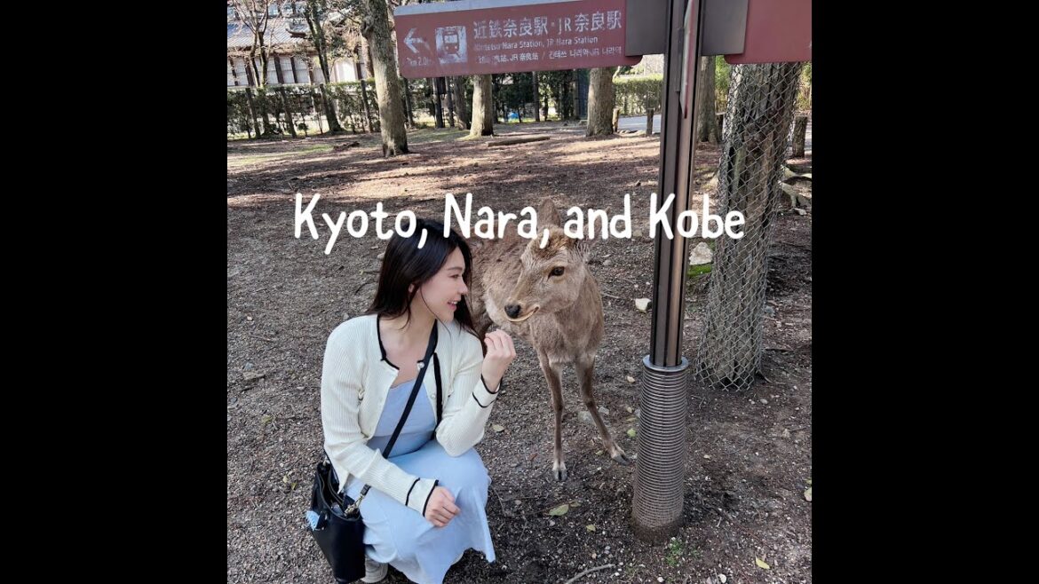 Kyoto, Nara & Kobe Adventure: Geishas, Deer, Kobe Beef & Mochi Magic! 🦌🍣