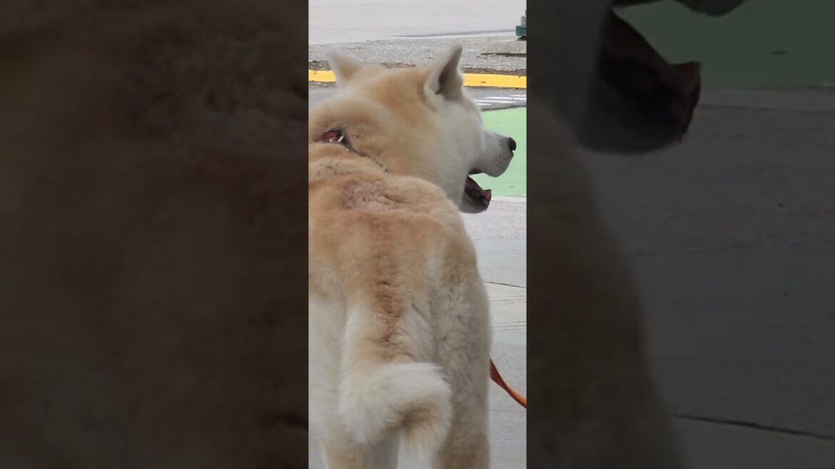 akita going somewhere