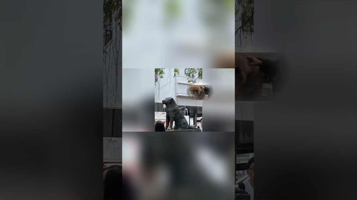 🐕I finally saw Hachiko Statue  in Shibuya, Tokyo Japan / #japantravel / #solotraveller