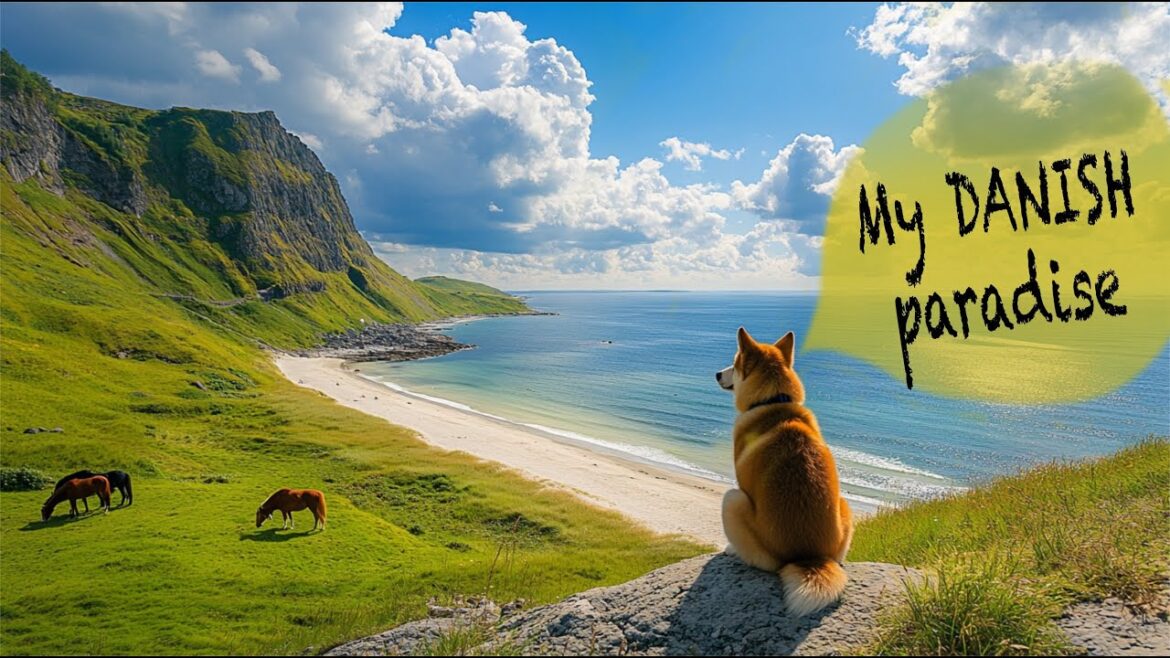 Exploring Svinklovene in Denmark with Akita Inu: Nature, Sea, and Serenity Exploring Svinklovene in Denmark with Akita Inu: Nature, Sea, and Serenity