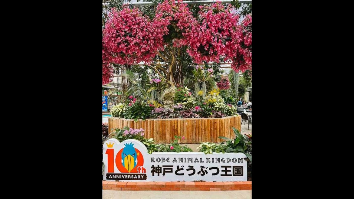 Discover Japan's Kobe Animal Kingdom #shorts