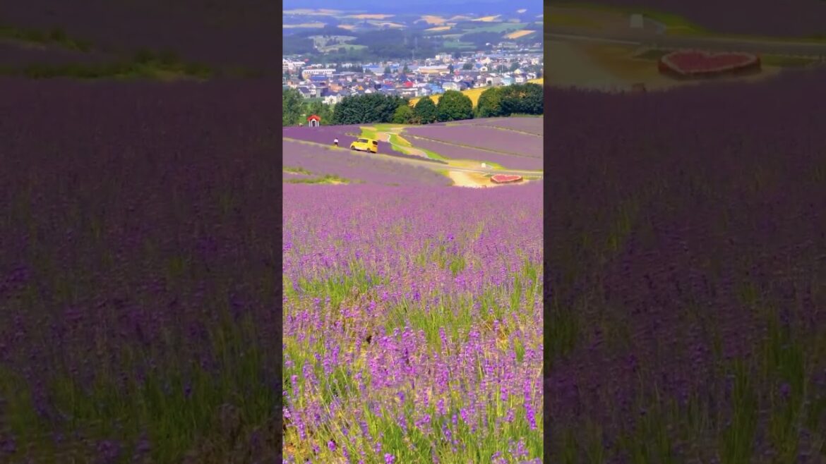 🌿 Lavender Dreams: Exploring Japan’s Stunning Lavender Gardens in Hokkaido #travelgoals #naturelover