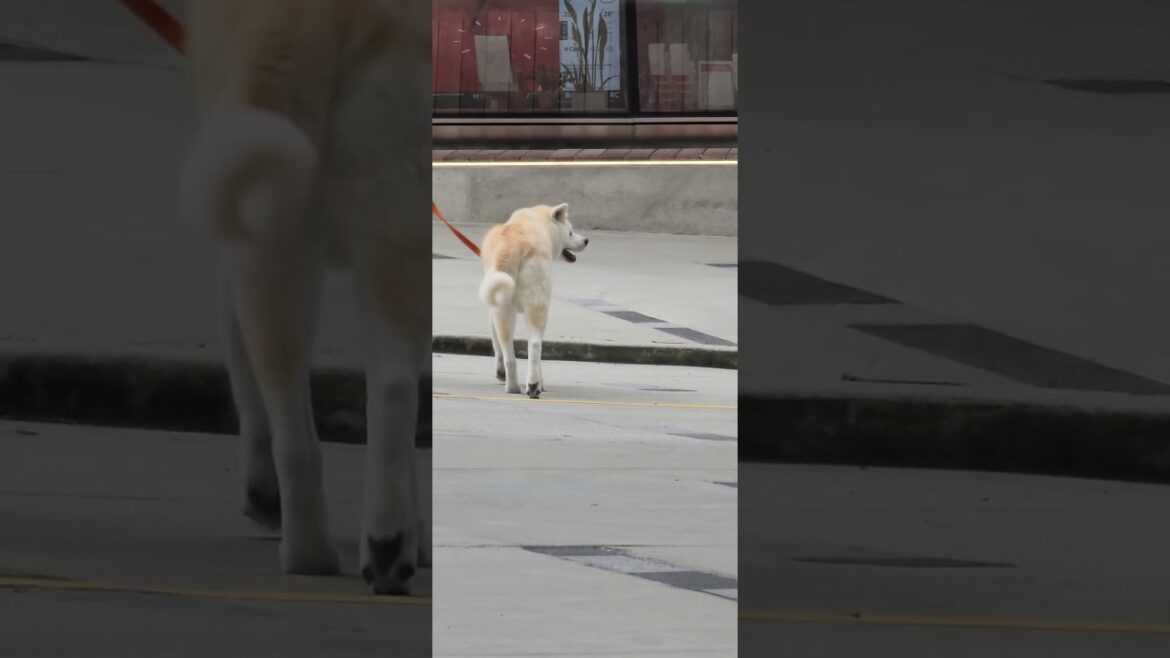 akita is looking for husky