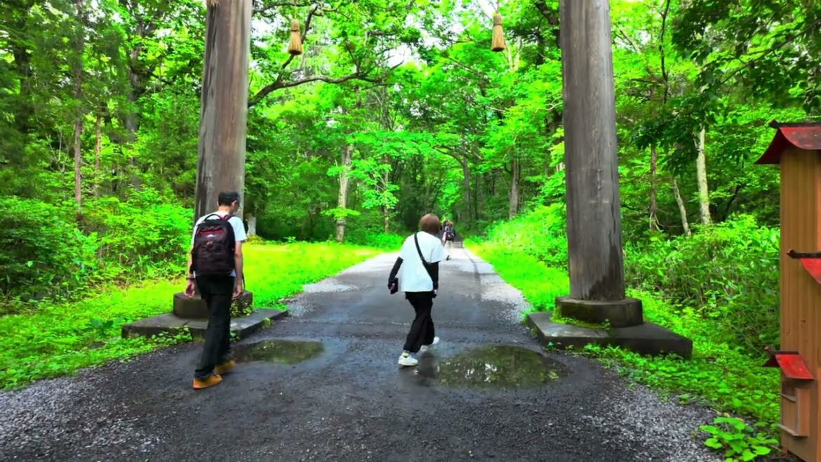 2024 Japan Trip, Walk along the fir trees of Okusha｜Nagano｜Togakushi Shrine｜Zuishinmon [4K HDR]