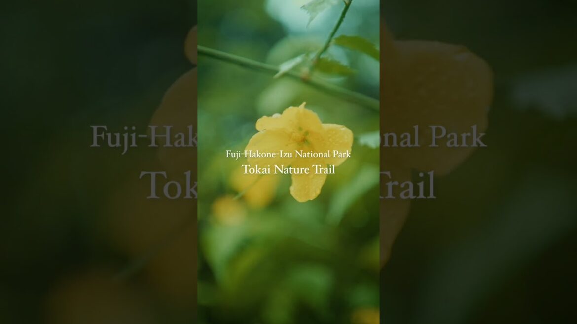 Fuji-Hakone-Izu National ParkTokai Nature Trail