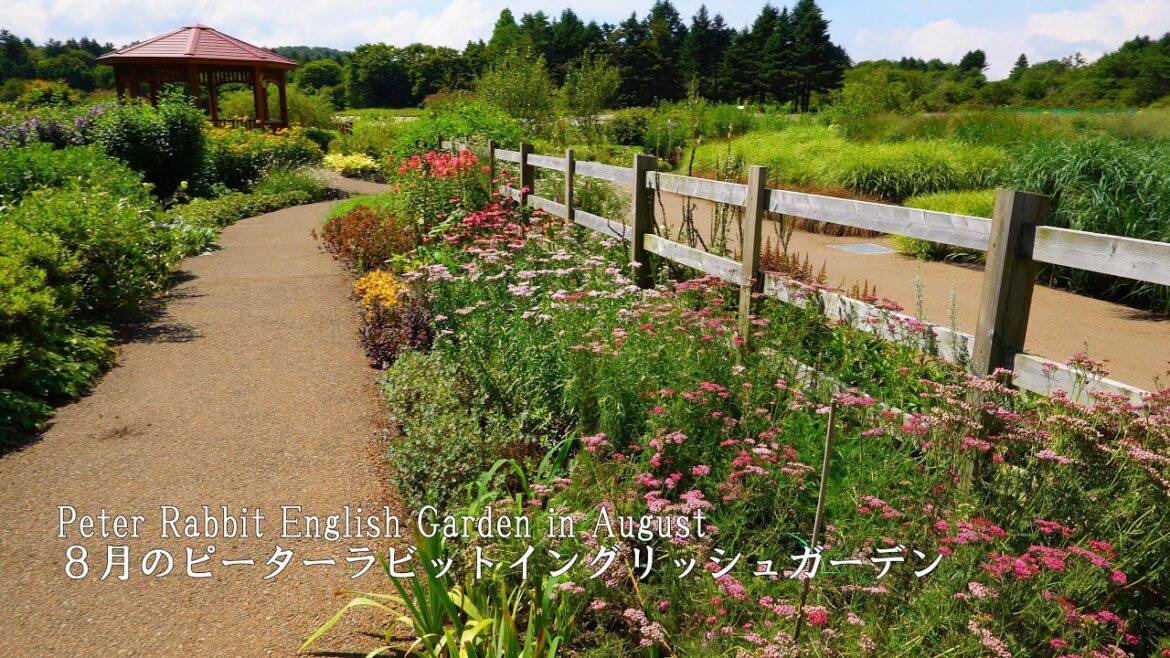 Walking through the Peter Rabbit English Garden in full bloom with Mt.Fuji!