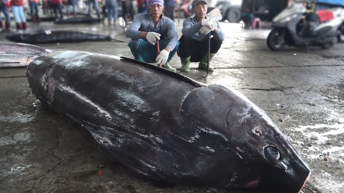 Epic Monster Fish: 400 kg Giant Marlin and Bluefin Tuna Sashimi Cutting!