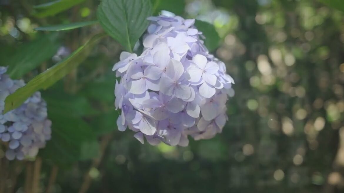 Part II: Ubara Utopia Park・Seascape Photography at Katsuura, Chiba, Japan・鵜原理想郷の風景写真・第二部