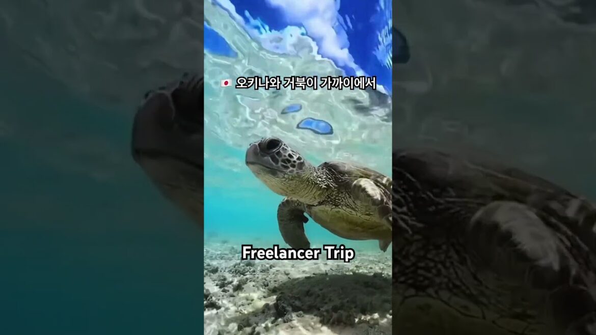 🇯🇵 오키나와 거북이 가까이에서 #japan #okinawa #turtle #일본 #오키나와 #거북이 #shorts