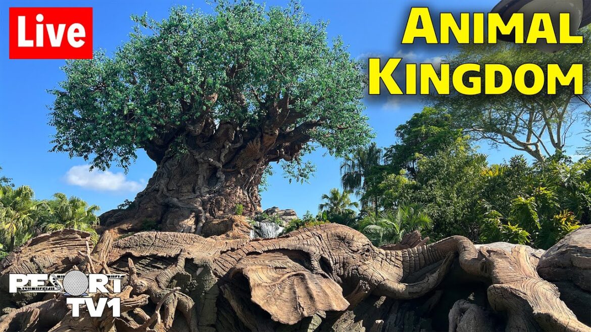 🔴Live: Whimsical Wednesday at Animal Kingdom  -  Walt Disney World Live Stream- 8-7-24