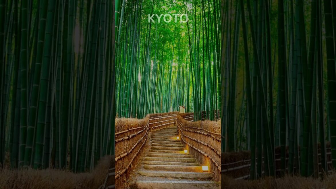 Lost in the enchanting world of Kyoto  #travel #adventure #explore #flights #drone #kyoto #japan