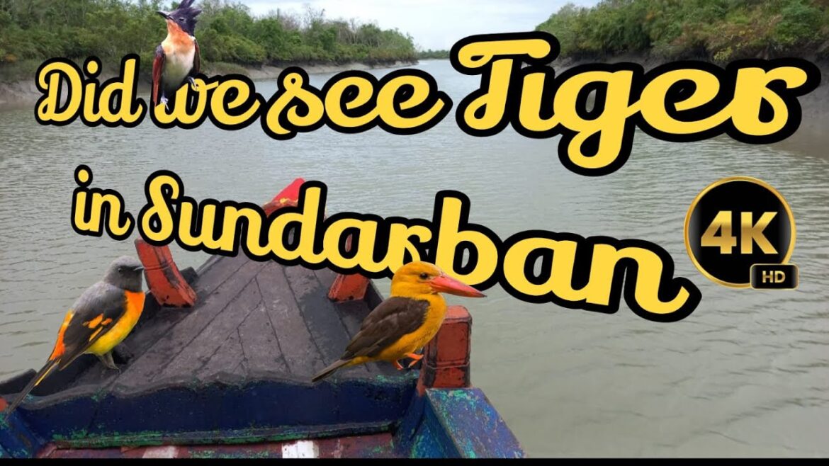 Did we see Tiger in Sundarban?  Episode-2
