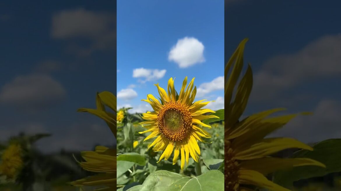 夏天就是要吃冰+向日葵田/NAMIKIジェラート+ひまわり畑 #aomori #japanlife #aomoridays #vlogs #ひまわり畑 #ジェラート