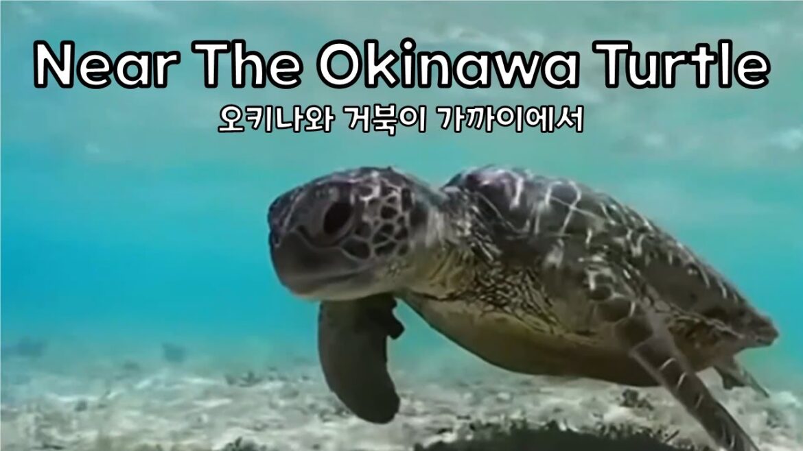 🇯🇵 오키나와 거북이 가까이에서
