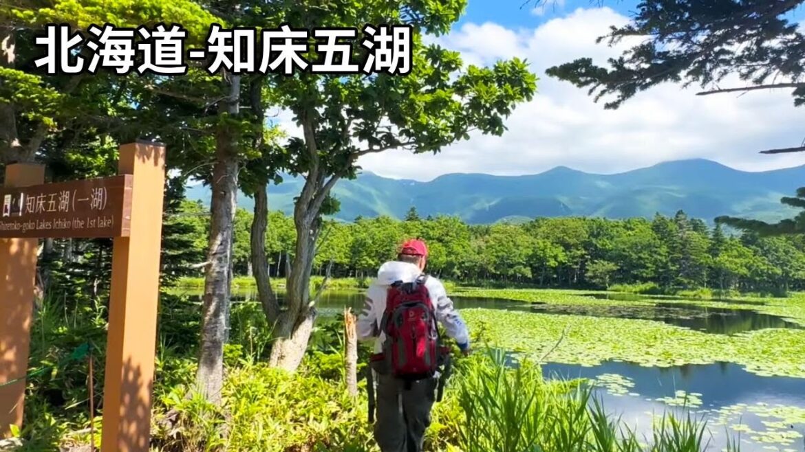 北海道避暑之旅徒步知床五湖，来一场森林浴，看能不能遇到熊【行走世界的北京老刘】#旅行vlog #旅行 #美食
