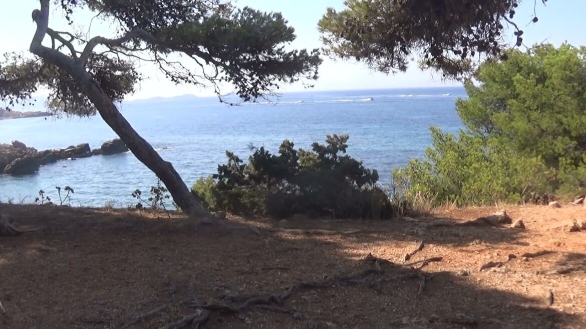 Le champ des cigales au bord de la mer méditerranée Le champ des cigales au bord de la mer méditerranée