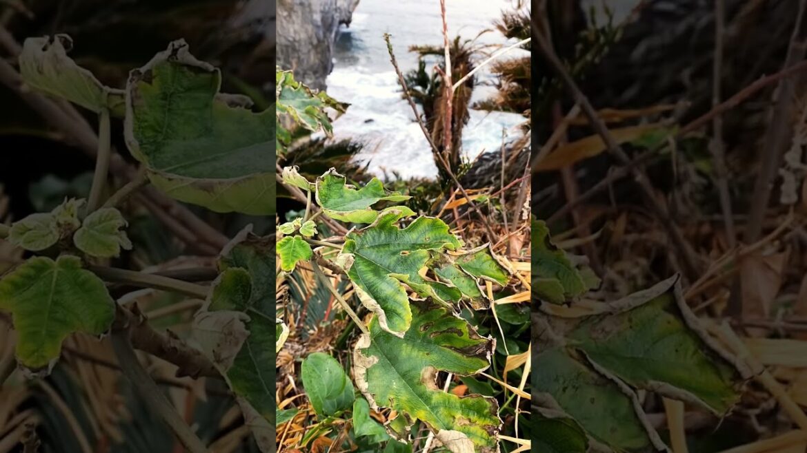 Rainbow at Cape Hedo #okinawa