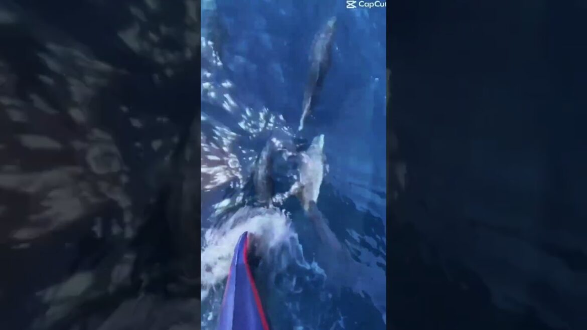 Luxe Cruises and Summer Vacations Luxe Cruises and Summer Vacations