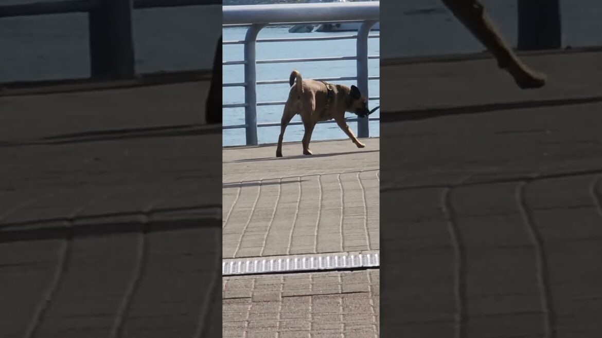 akita going somewhere