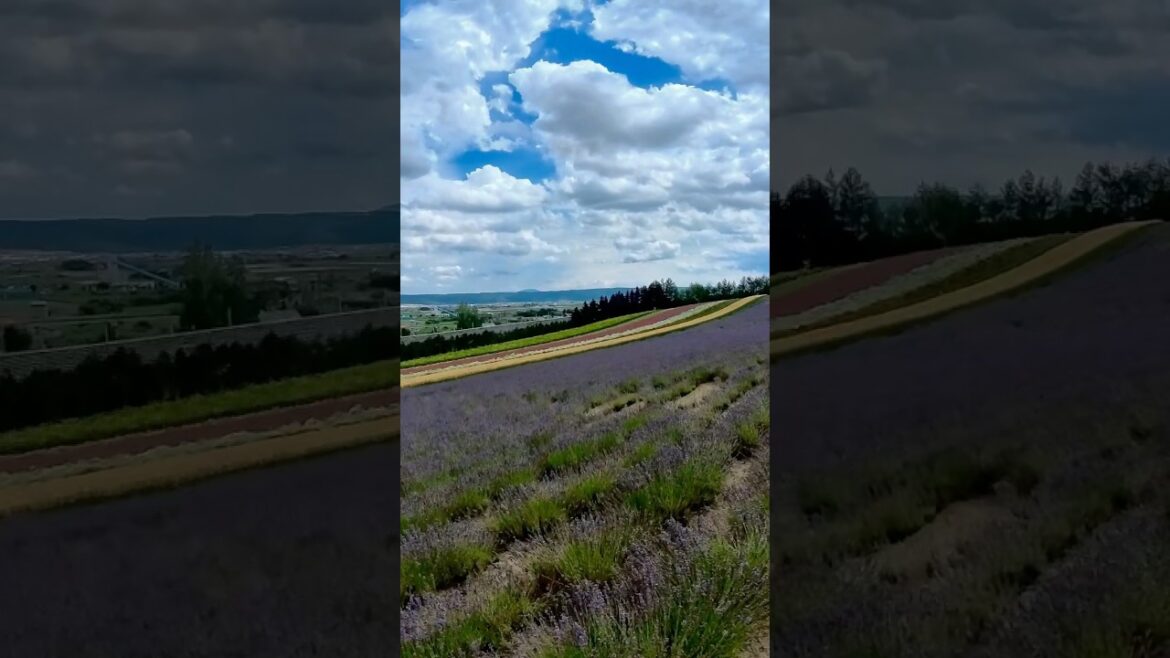 Farm Tomita Furano Japan #furano #japan #lavenderfields #lavenderfarm #biei #tourvlog #reels