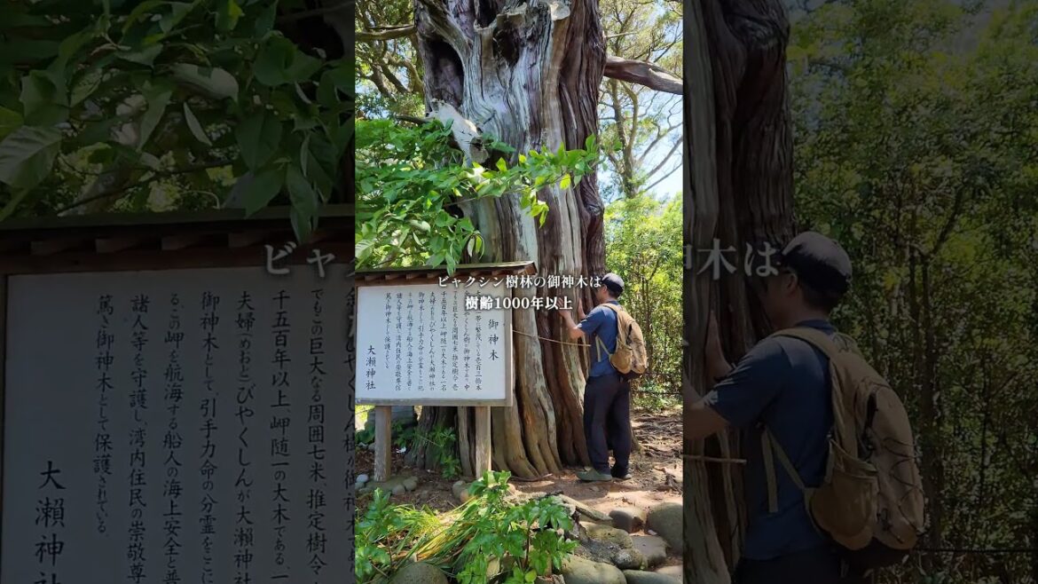 【静岡・沼津】伊豆七不思議?神秘的なパワースポット #パワースポット#静岡旅行 #伊豆旅行 【静岡・沼津】伊豆七不思議?神秘的なパワースポット #パワースポット#静岡旅行 #伊豆旅行