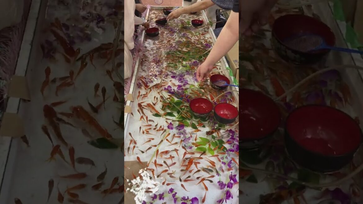 「円頓寺七夕まつり 2024」、円頓寺本町商店街の屋台「金魚すくい」の様子♪昭和レトロな雰囲気、とても懐かしい♪ #円頓寺七夕まつり