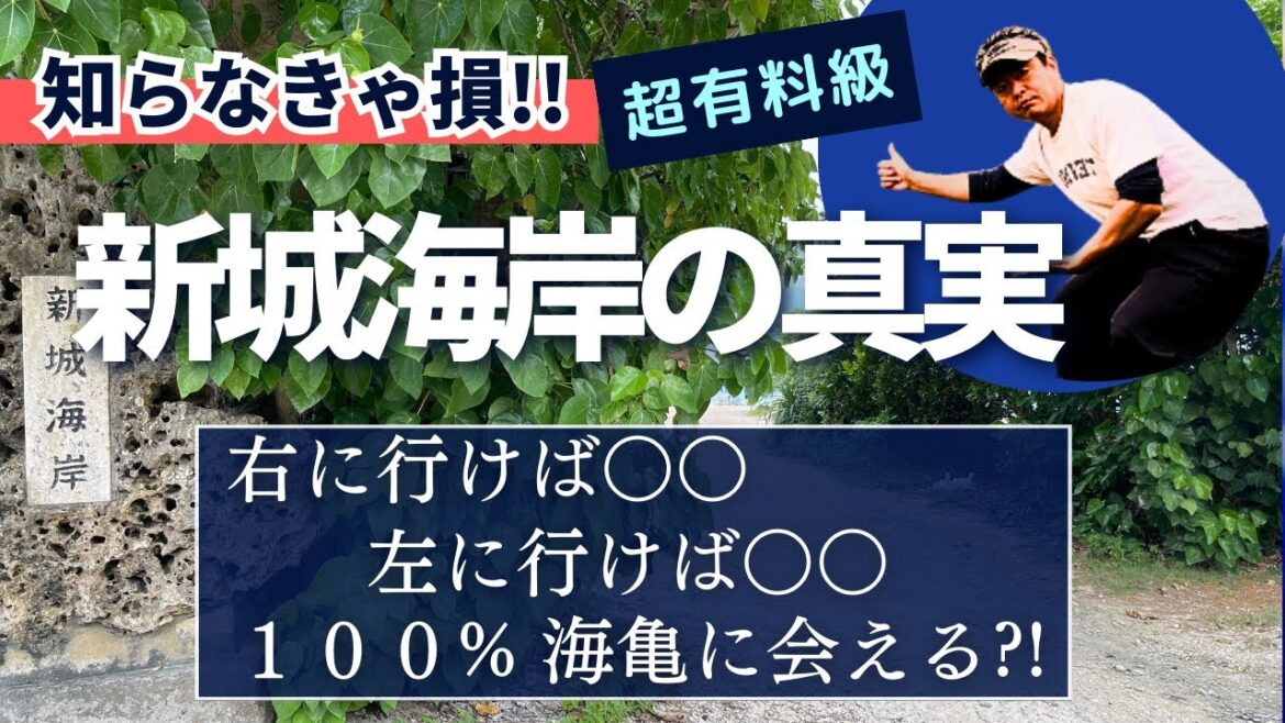 【新城海岸カメ（沖縄県宮古島）会うための解説付】初心者必見！ウミガメ ⁉️ 会えます👍 シュノーケリング海中動画有り 🐢あらぐす海岸/駐車場は？シャワーは？クマノミ&海亀全の謎が明かされます😊🏝️
