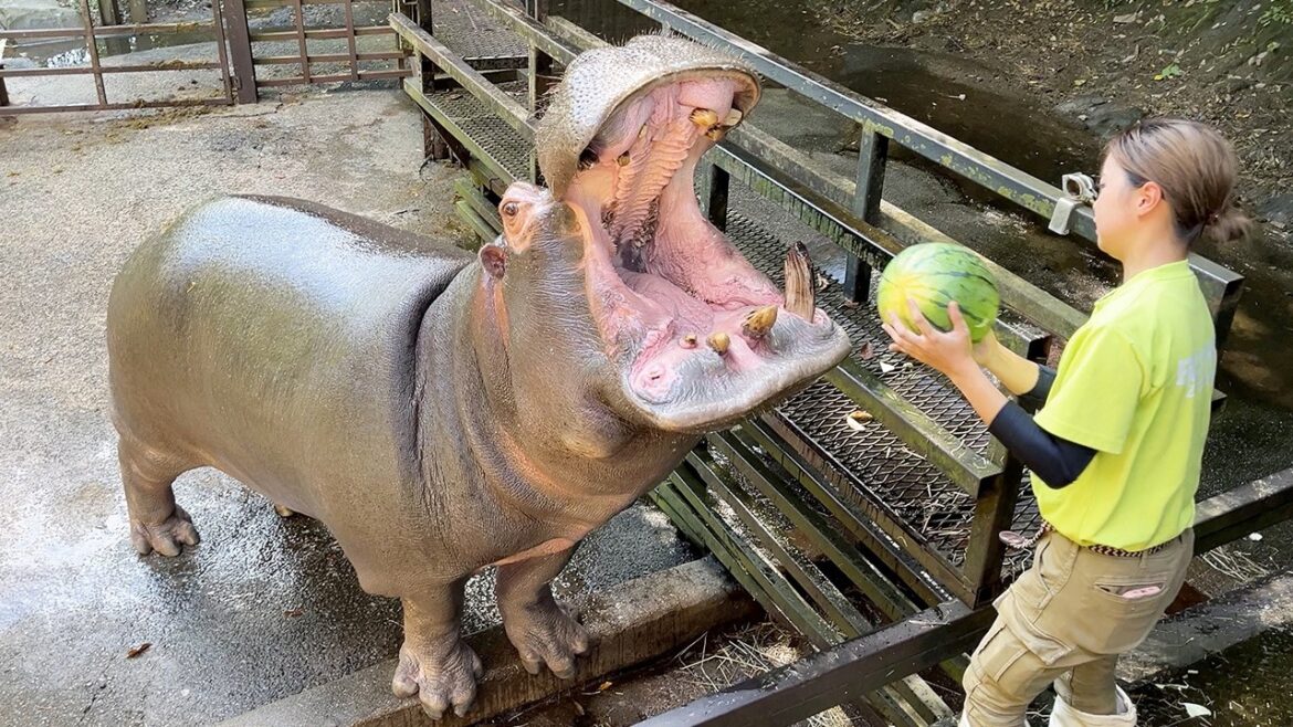 Hippos eat watermelons!? Japan’s amazing zoo!! | Nagasaki BIOPARK🐒🦒 Hippos eat watermelons!? Japan's amazing zoo!! | Nagasaki BIOPARK🐒🦒
