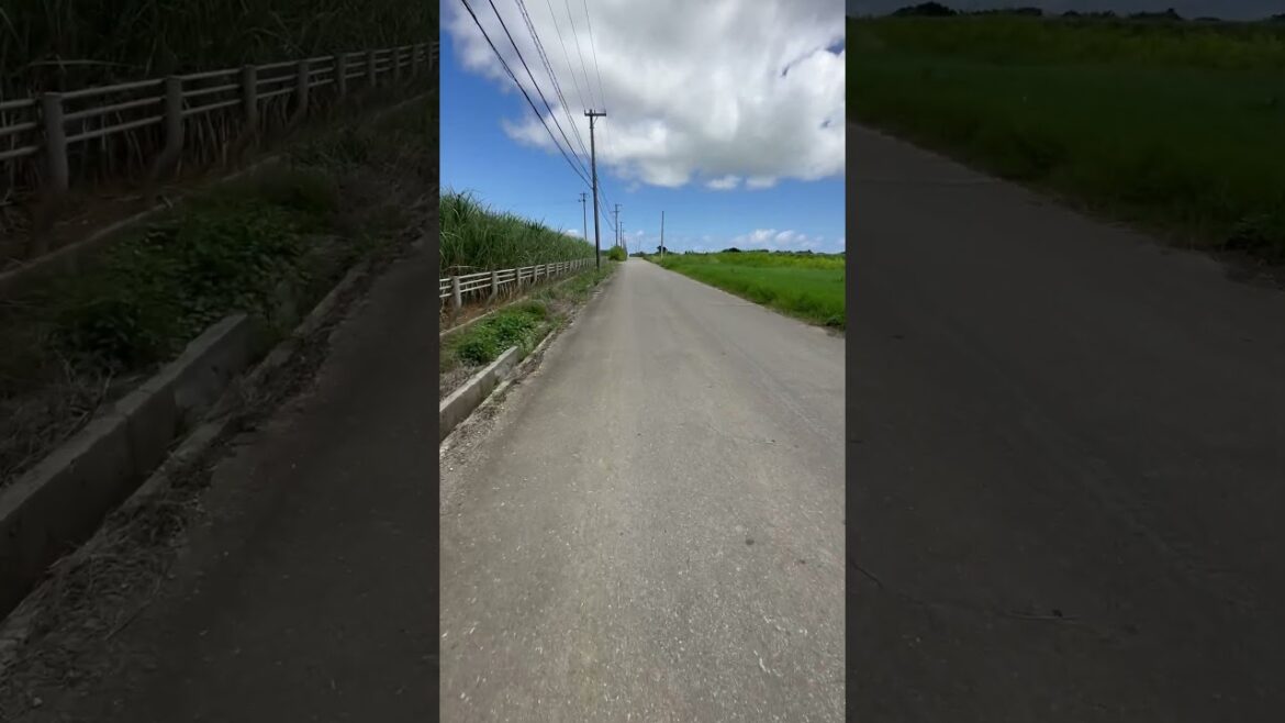 【1分散歩】沖縄県宮古郡多良間村 サトウキビ畑付近 #shorts