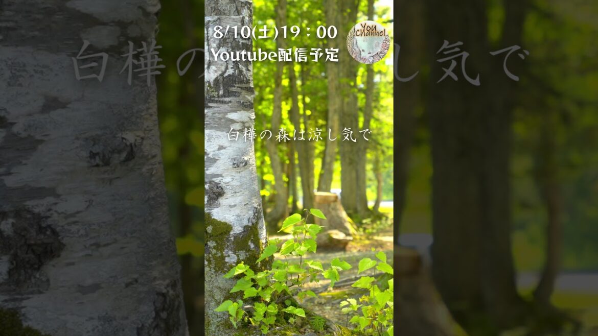 北海道のキャンプ場 朱鞠内湖畔キャンプ場 #shorts