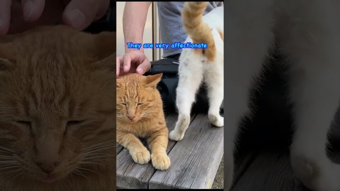 Recommended Japanese Cat Island : A Beautiful Secret with Stunning Sea Views and Cats