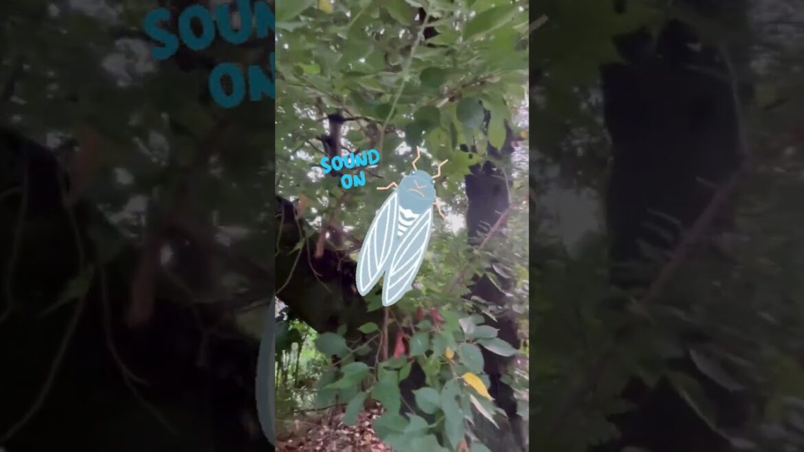 Experience the sounds of summer during Japan's hottest recorded season to date!