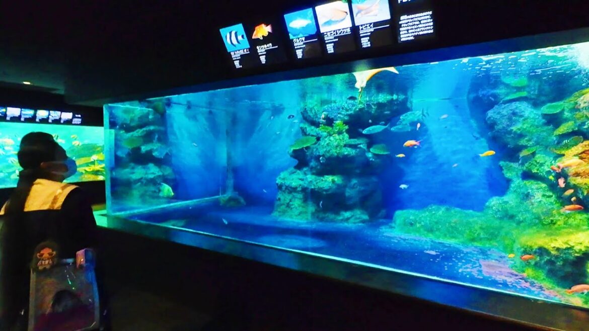 Niigata City Aquarium || virtual walk #walktour