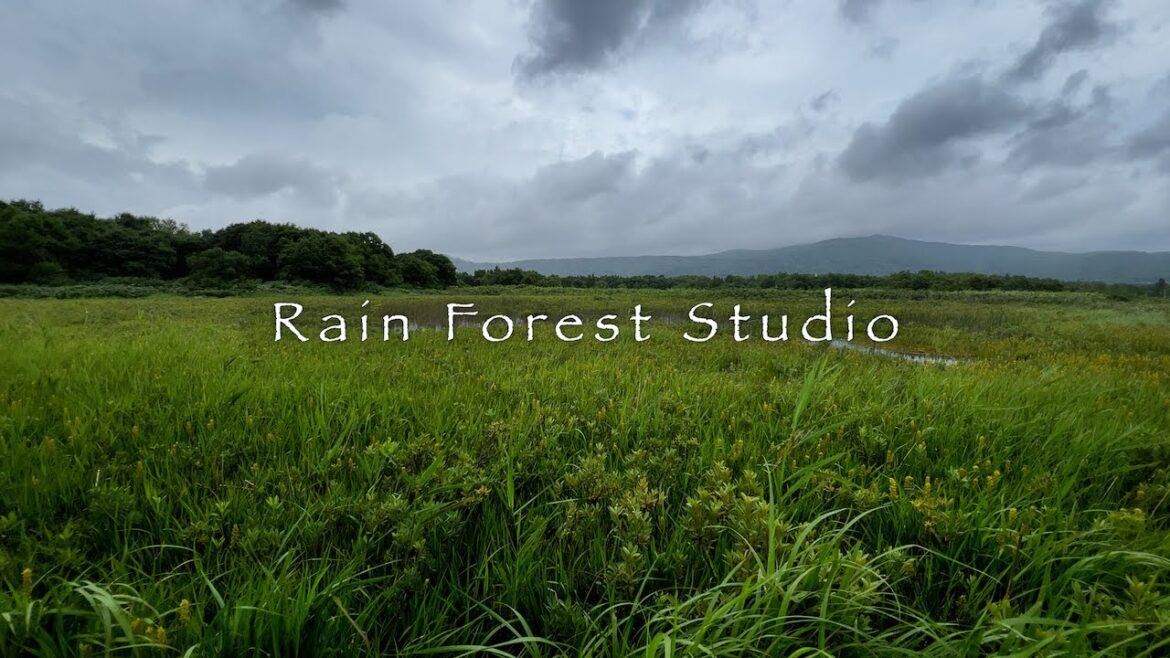 Tashirodaira Swamp [4K]