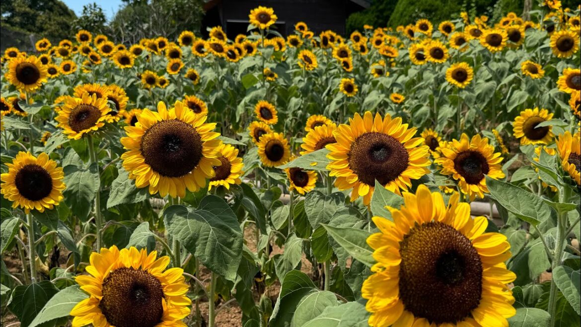 Japan Live🇯🇵Walk to the Sunflowers Flower Island🇯🇵Fukuoka Japan Japan Live🇯🇵Walk to the Sunflowers Flower Island🇯🇵Fukuoka Japan