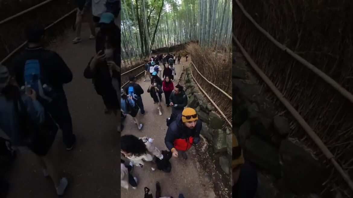 360° walking tour Arashiyama #japan #travel #explorejapan #kyoto #arashiyama