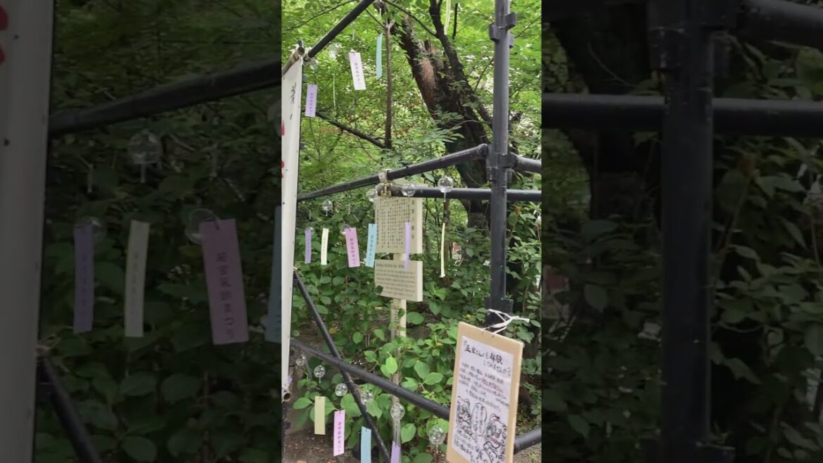 若宮八幡社「風鈴まつり」開催中♪2024/7/1~8/31。正面鳥居の様子。風鈴の音は涼やかです♪日本の夏♪風鈴の数は去年より減ってしまっています。2024.8.6撮影 #若宮八幡社 #風鈴まつり 若宮八幡社「風鈴まつり」開催中♪2024/7/1~8/31。正面鳥居の様子。風鈴の音は涼やかです♪日本の夏♪風鈴の数は去年より減ってしまっています。2024.8.6撮影 #若宮八幡社 #風鈴まつり