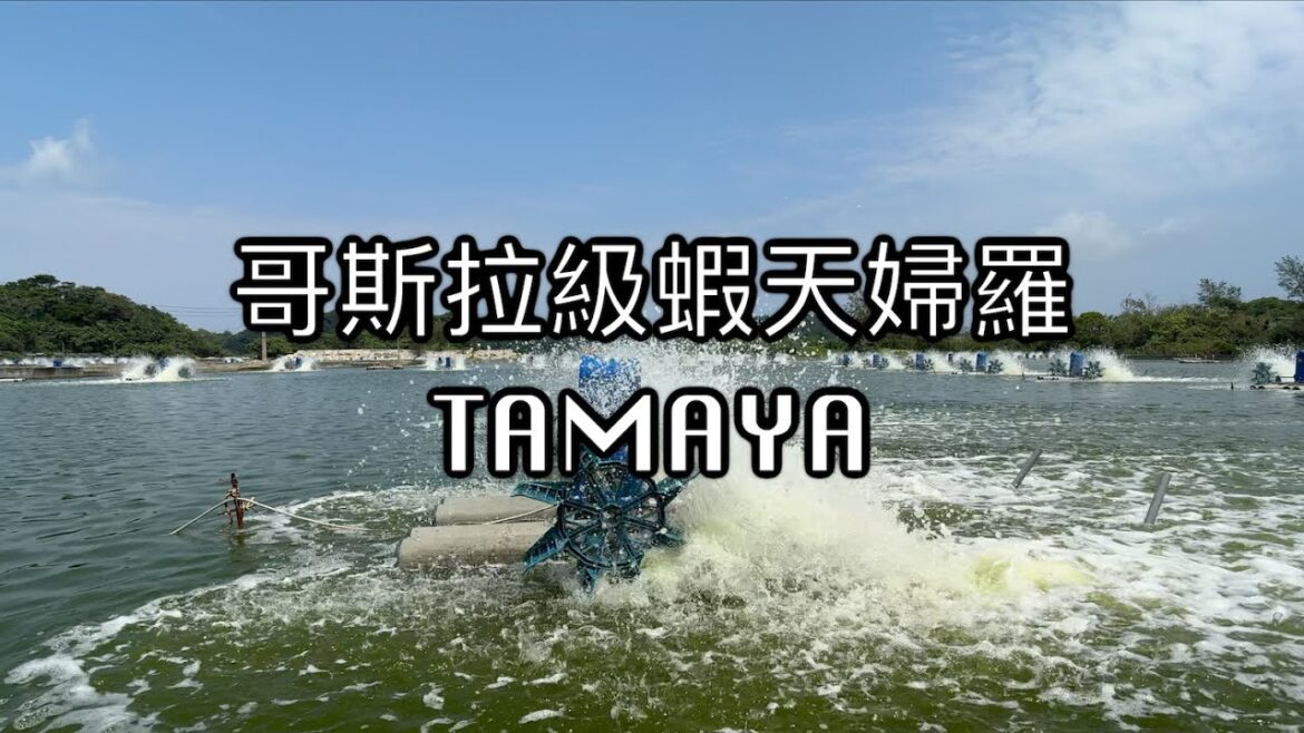 【屋我地島】哥斯拉級蝦天婦羅 • Tamaya