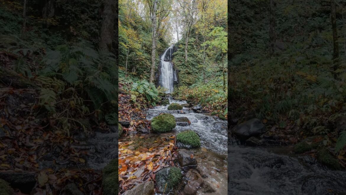 介紹青森攝影寶地奧入賴溪 |北海道由北到南街拍遠征第12天 #shorts #short #youtubeshorts 介紹青森攝影寶地奧入賴溪 |北海道由北到南街拍遠征第12天 #shorts #short #youtubeshorts