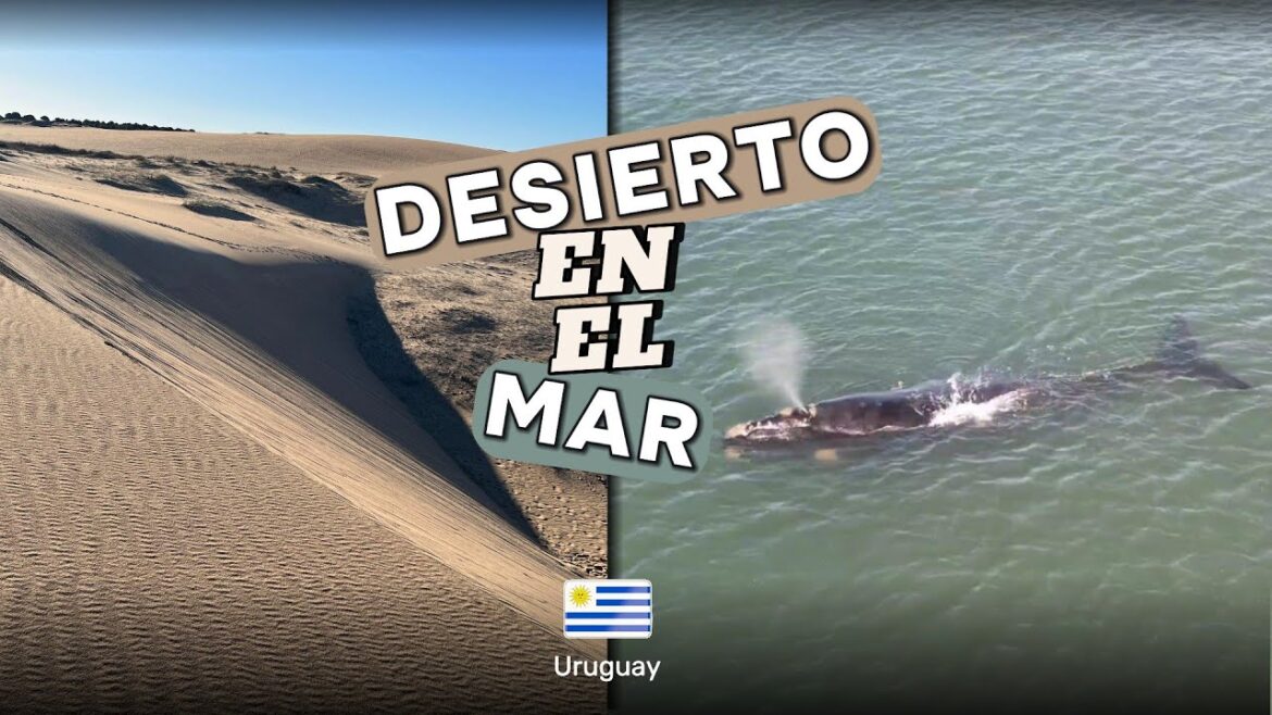 DESIERTO en el MAR – De Valizas a Cabo Polonio 4k DESIERTO en el MAR - De Valizas a Cabo Polonio 4k