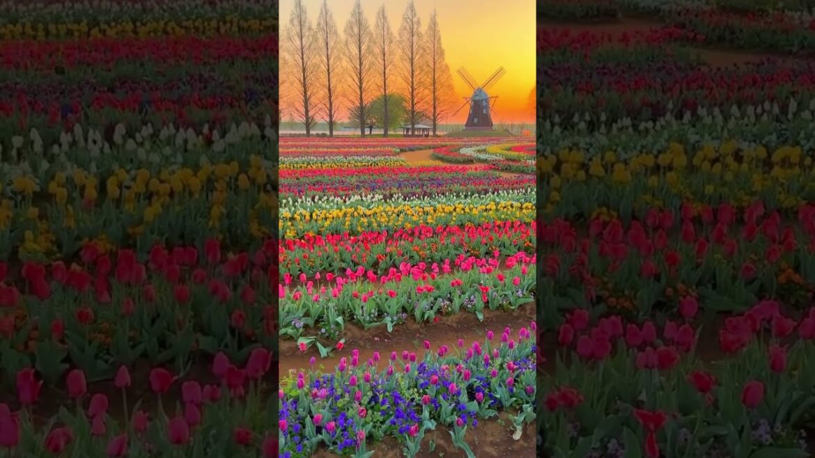 Exploring the Stunning Views of Tokyo, Japan π―π΅   πΈ: 1min.traveller #japantravel #tokyo #japan Exploring the Stunning Views of Tokyo, Japan π―π΅   πΈ: 1min.traveller #japantravel #tokyo #japan