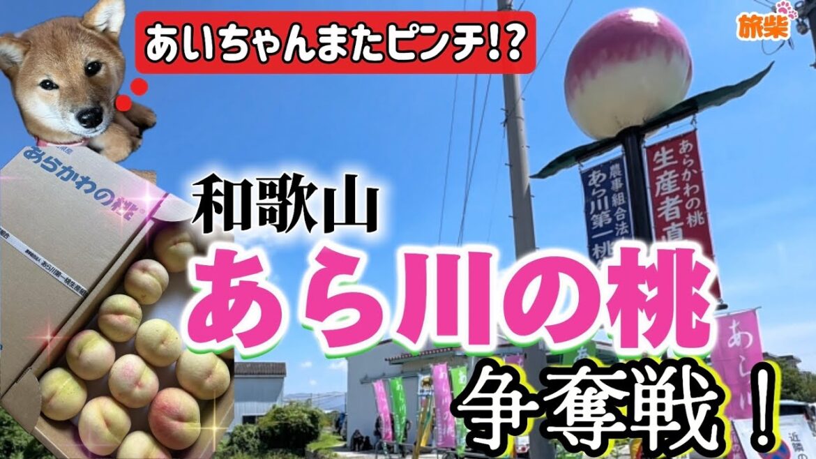 【キャンピングカーで柴犬と車中泊】あら川の桃争奪戦！in和歌山