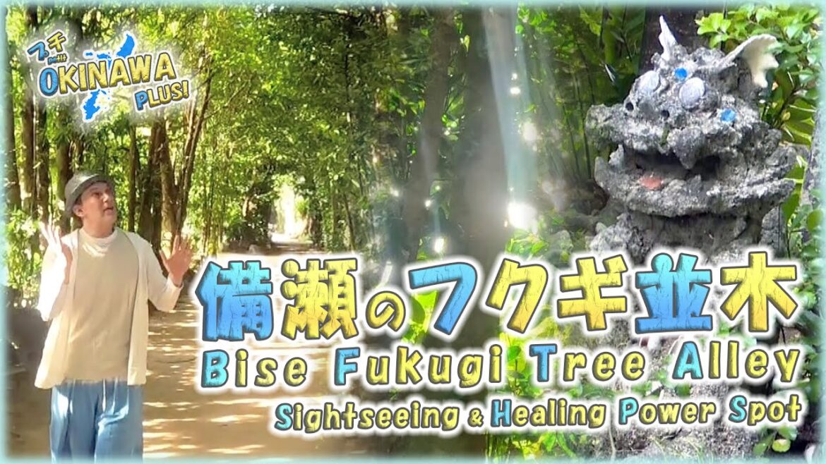 【沖縄観光名所】🌳癒しのパワースポット✨備瀬のフクギ並木🌳【Petit OKINAWA PLUS!】【🇯🇵字幕👂】