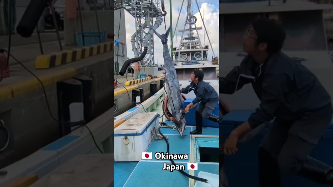 Massive Black Marlin on the Hoist #japan #okinawa #fishing #marlin #japantravel